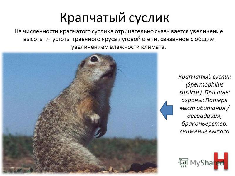 Характеристика суслика. Крапчатый суслик Spermophilus suslicus. Крапчатый суслик презентация. Численность крапчатого суслика. Суслик Оренбургской области.