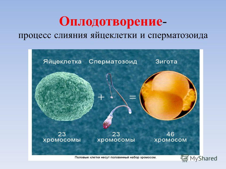 Биология 8 класс картинки оплодотворение