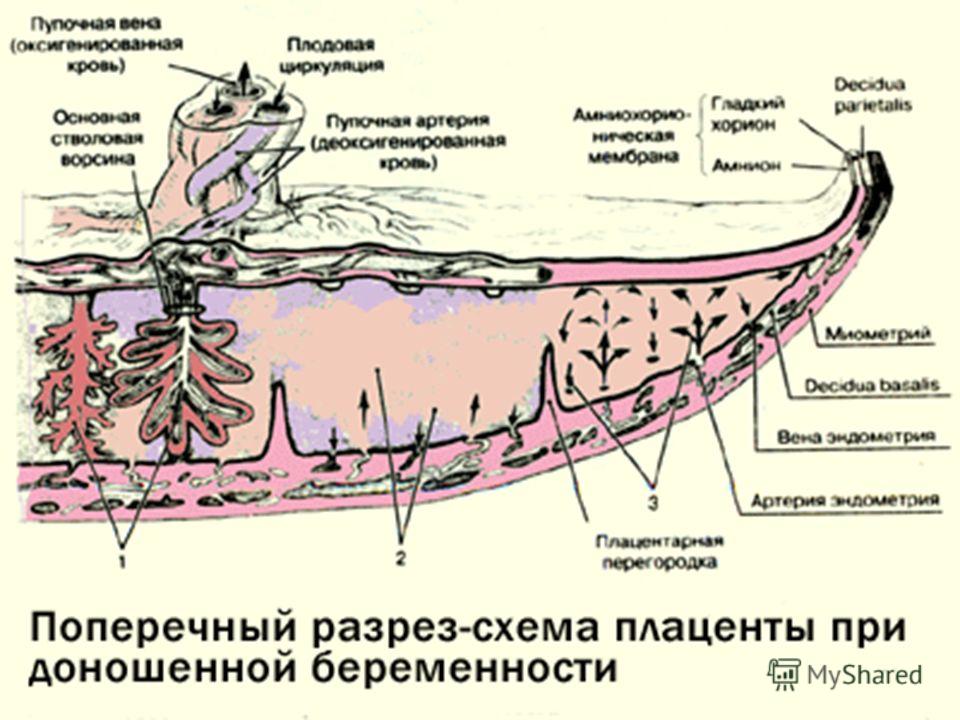 Зрелость плаценты форум