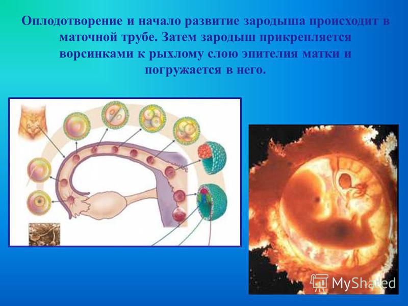 Оплодотворение и развитие зародыша презентация