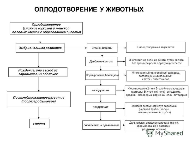 Результат слияния мужской и женской половых