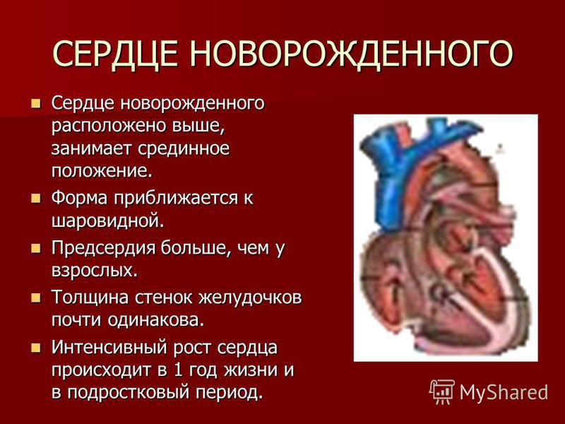 Сердце новорожденного