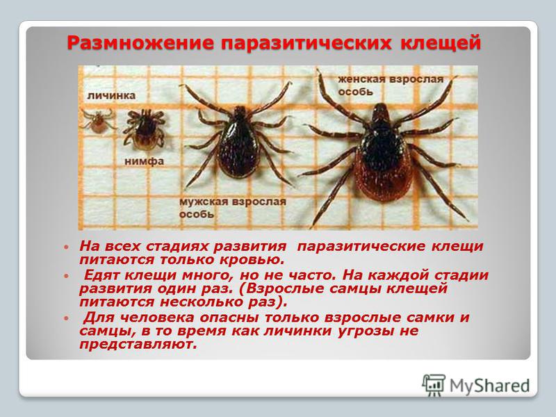 Сколько живет клещ без еды. Паразитические паукообразные. Какого размера бывают клещи. Представители паразитических паукообразных. Как размножаются клеши.