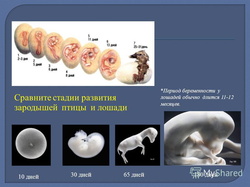 У представителей какого класса развитие зародыша. Этапы развития эмбриона.