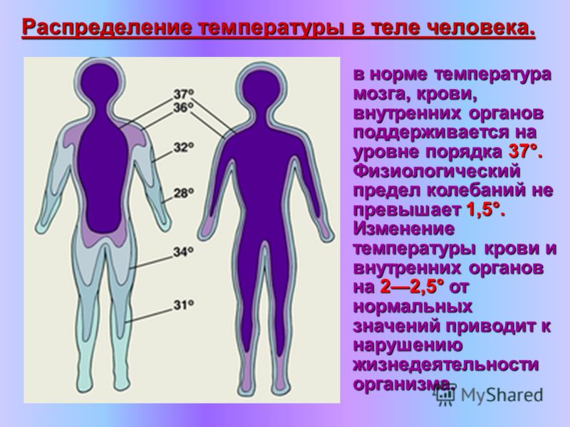 Какая нормальная температура тела. Температура тела человека. Температура тела человке. Внутренняя температура человека. Распределение температуры тела человека.