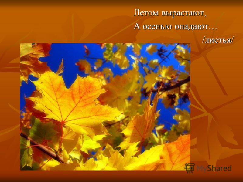 Бунин листопад эпитеты олицетворения. Летом вырастают а осенью опадают. Иван Алексеевич Бунин листопад 4 класс. Иван Бунин листопад 4 класс. Презентация листопад.