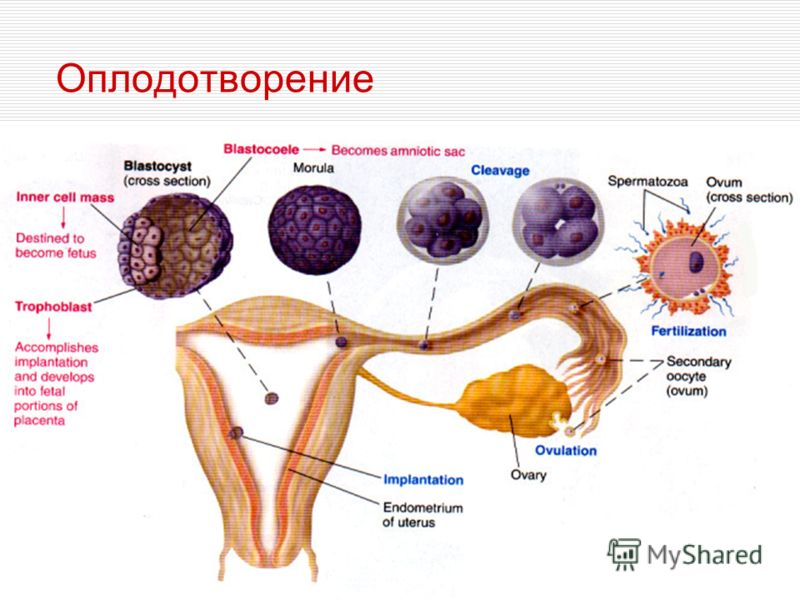 Слияние яйцеклеток. Оплодотворение. Оплодотворение у человека. Оплодотворение яйцеклетки человека. Схема оплодотворения женщины.