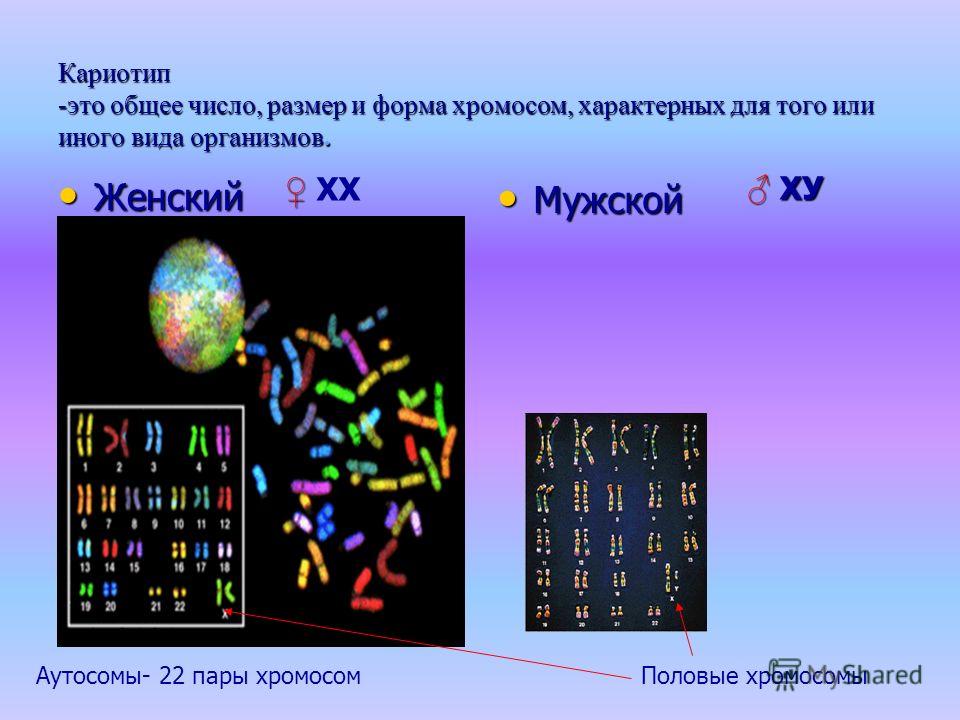 Общий кариотип. Кариотип. Число размер и форма хромосом. Женский кариотип. Кариотип это число размер и форма хромосом.
