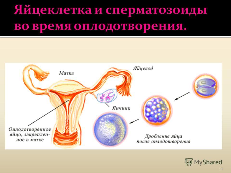 Оплодотворение сколько