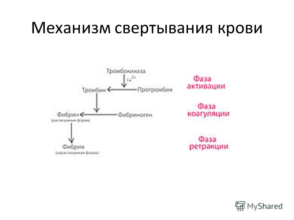 Механизм свертывания. Схема процесса свертываемости крови. Механизм свертывания крови схема. Механизм свертывания крови кратко. Механизм свертывания крови фазы.