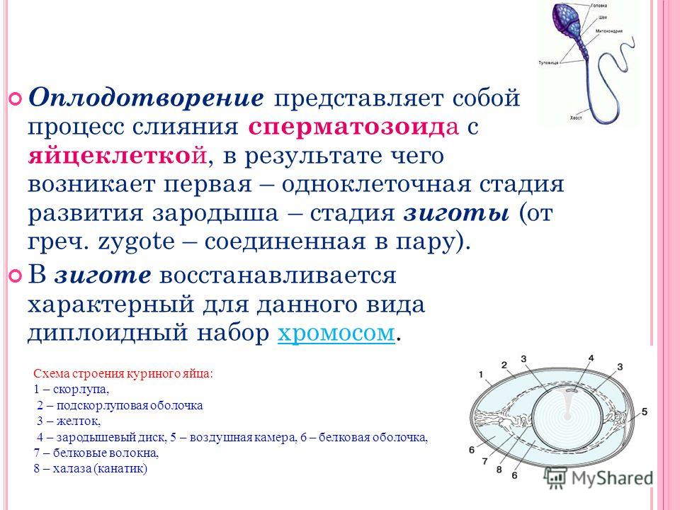 Процесс оплодотворения