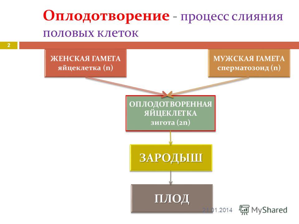 Оплодотворение это процесс. Биологическая сущность оплодотворения. Сущность процесса оплодотворения. Значение процесса оплодотворения. Сущность процесса оплодотворения заключается в.