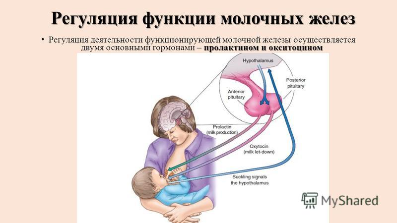 Молочная железа гормон. Регуляция молочных желез. Регуляция функций молочных желез. Функции молочной железы. Эндокринная регуляция функций молочной железы.