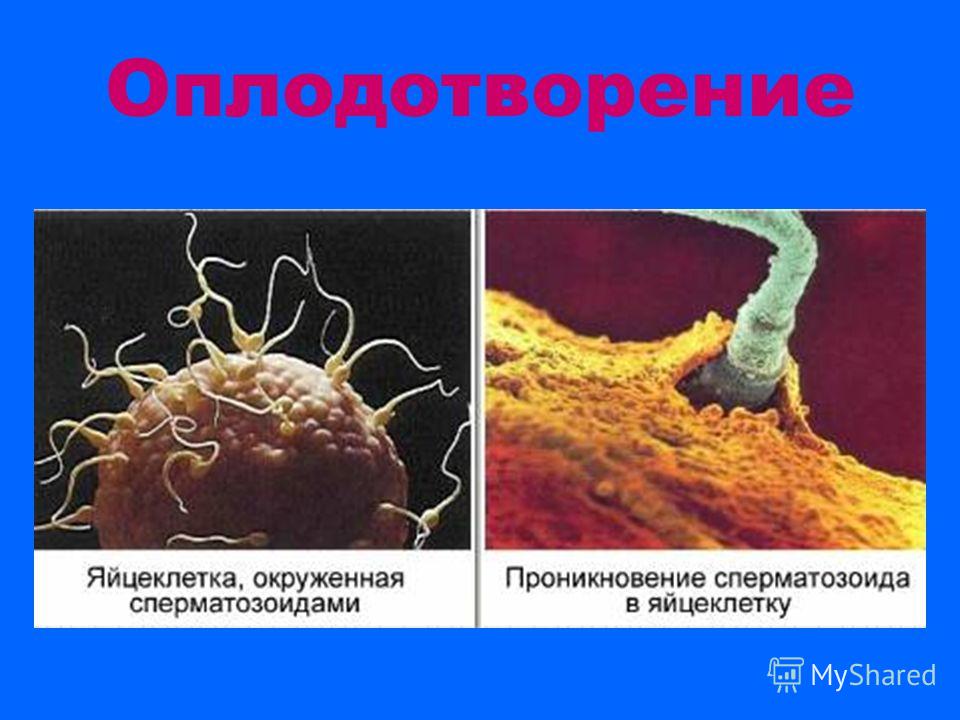 Картинка оплодотворения яйцеклетки