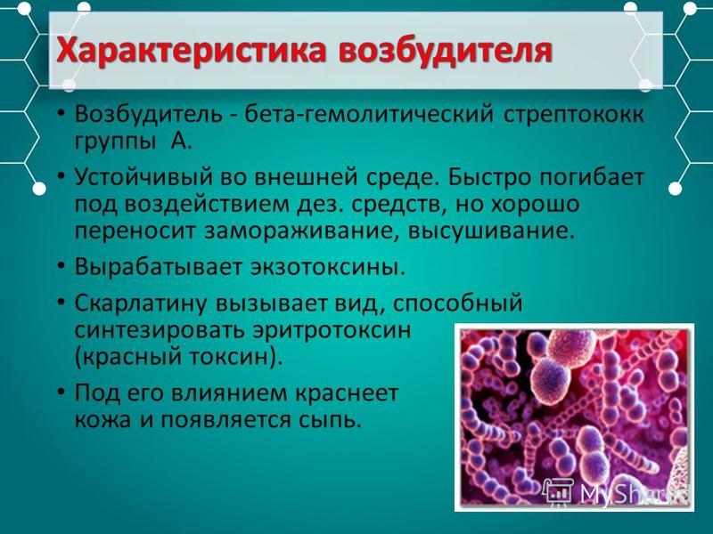 В очаге скарлатины необходимо. Стрептококковая скарлатина. Бета гемолитический стрептококк группы а. Бэтагемолитический стреп.