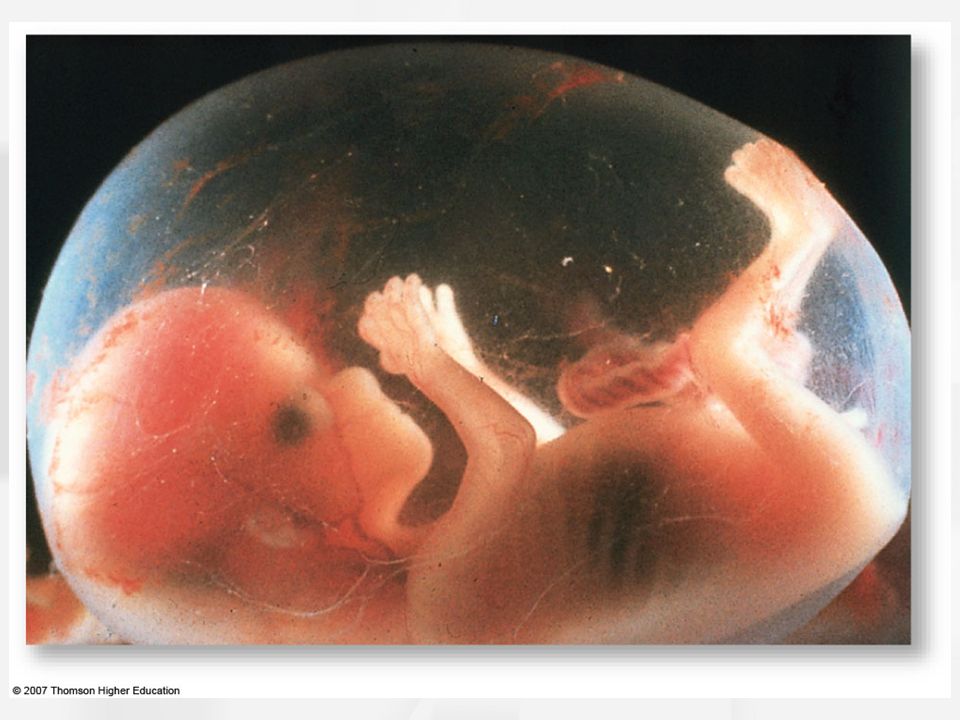 11 недель беременности что происходит с малышом и мамой фото