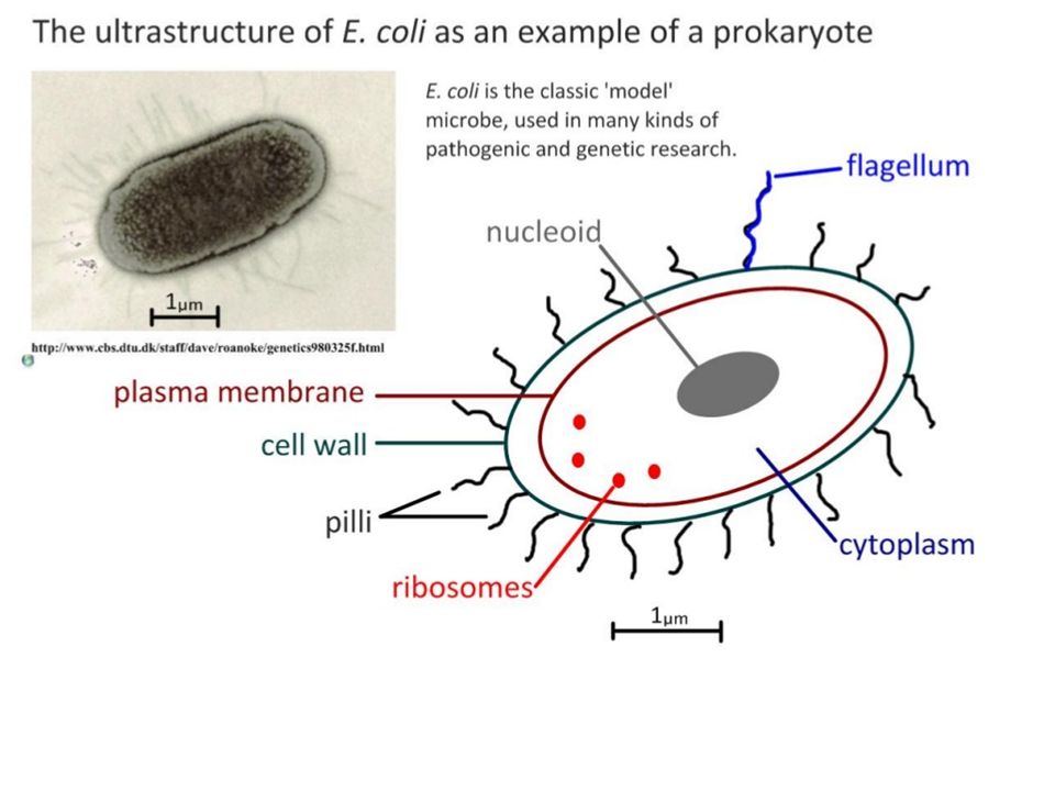 Escherichia coli что это. Escherichia coli строение. Строение эшерихии коли. Эшерихии строение. Эшерихия коли строение.