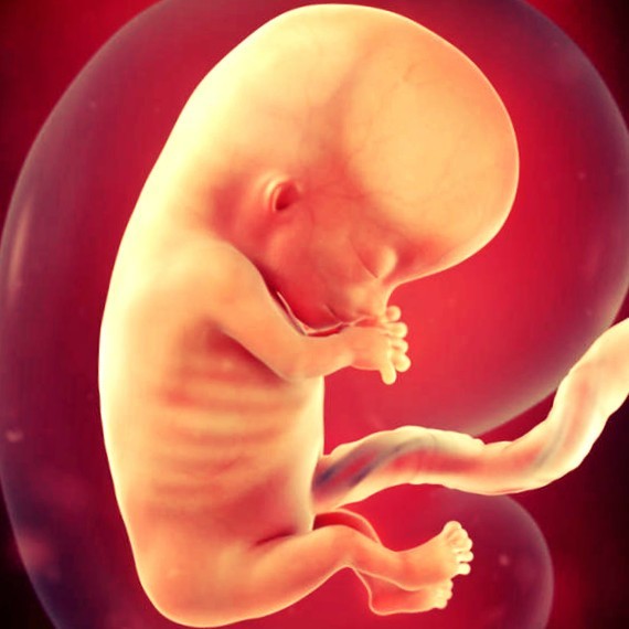 Плод 11 недель фото. Плод на 11 неделе беременности. Эмбрион на 11 неделе беременности.