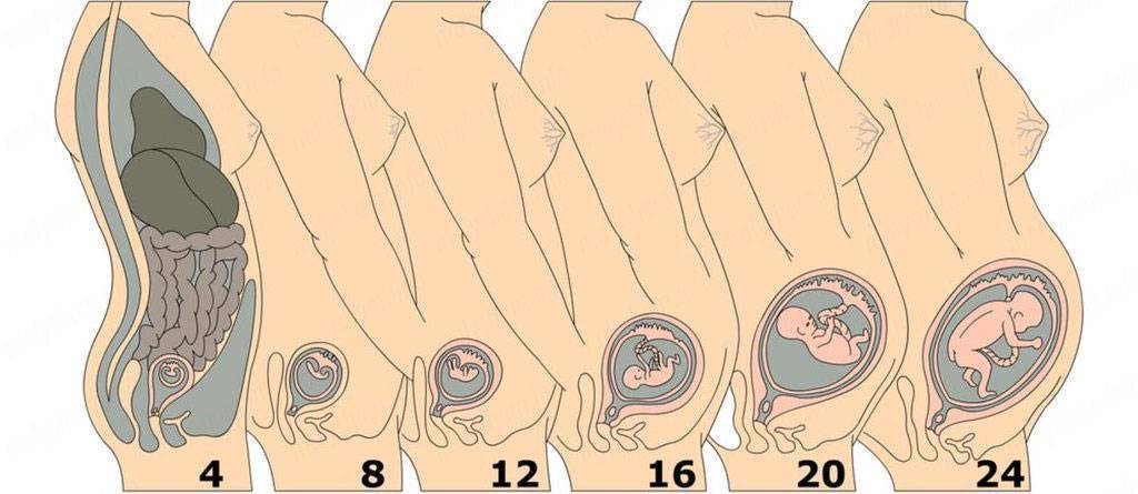 Раньше срока можно. Расположение матки на 13 неделе беременности. Расположение ребенка в животе по неделям. Расположение ребенка в матке по неделям.