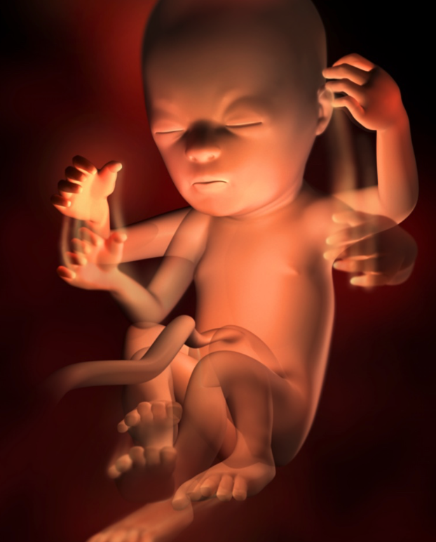 Маленькие дети в утробе. 18 недель слабость