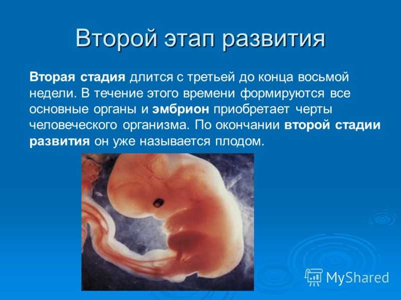 Беременность 6 7 недель развитие плода фото