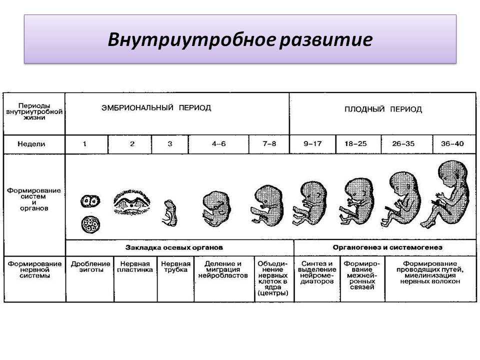 Формирование плода по неделям беременности в картинках