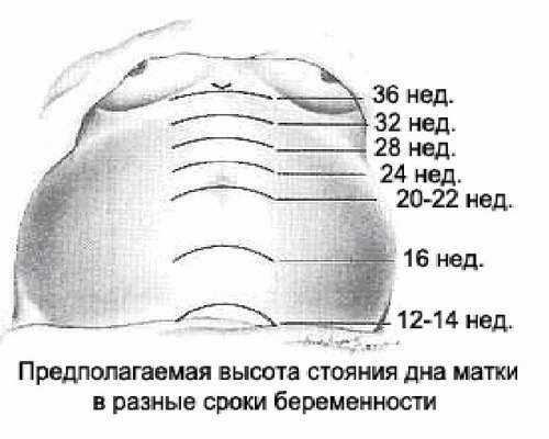 Высота стояния дна матки