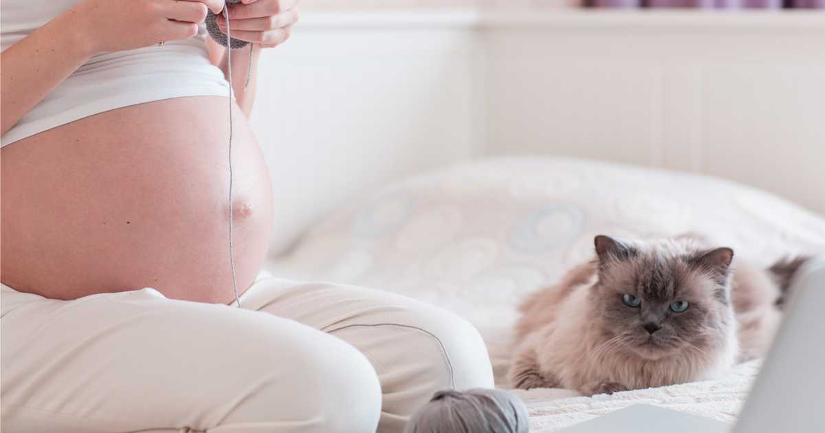 При беременности берем можно. Почему кошка ложится на живот беременной.