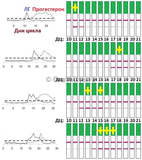 После скольких дней овуляция. Тест на овуляцию по дням цикла. График тестов на овуляцию. Тест на овуляцию график ЛГ. 31 День цикла овуляция тест.