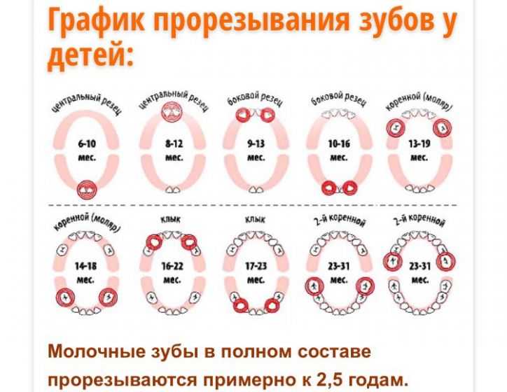 Как лезут верхние резцы фото