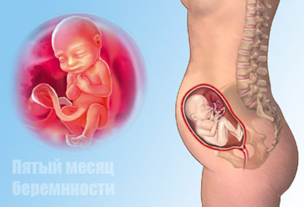 5 месяцев ребенок фото в животе