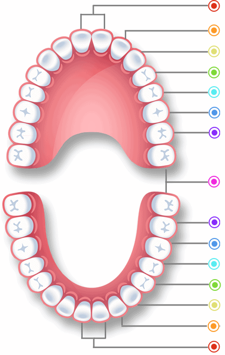 7 зуб. Нумерация зубов фото. 32 Зуба. Челюсть человека 32 зуба.