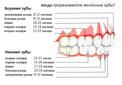 Как лезут верхние резцы фото