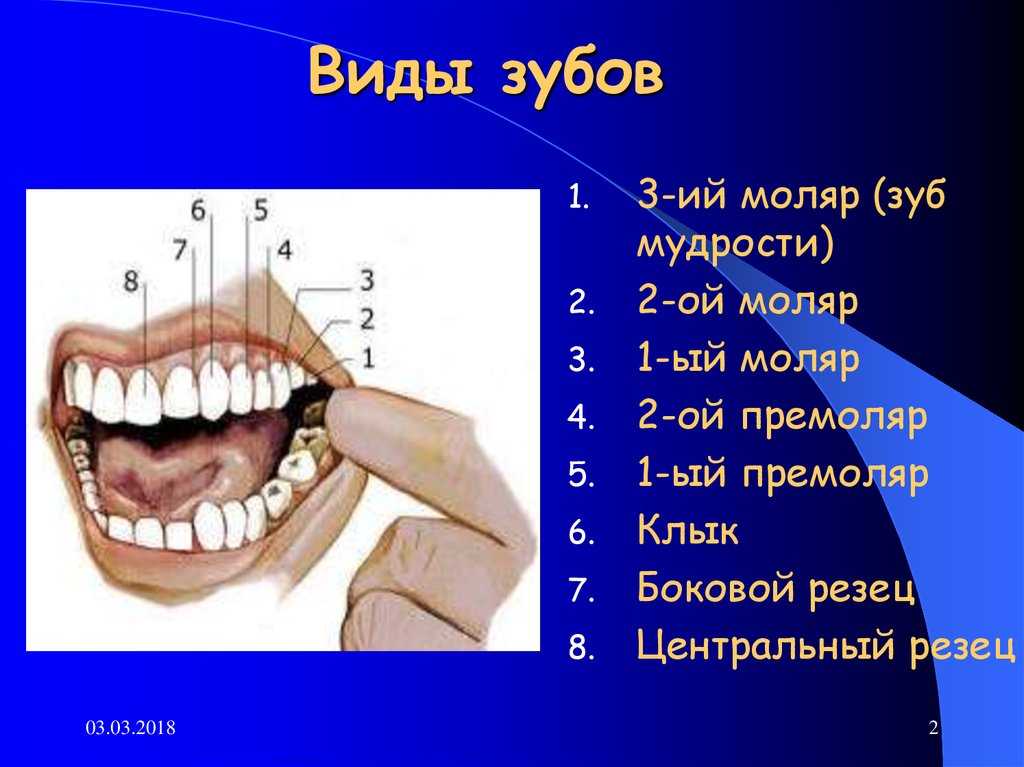 Зубы моляры где находятся фото