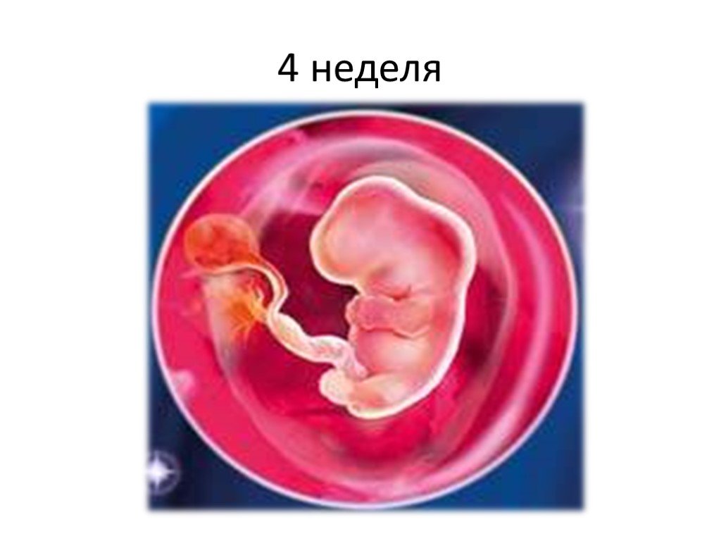 Через четыре недели. Плод на 4 неделе беременности. Как выглядит плод 3-4 недели.
