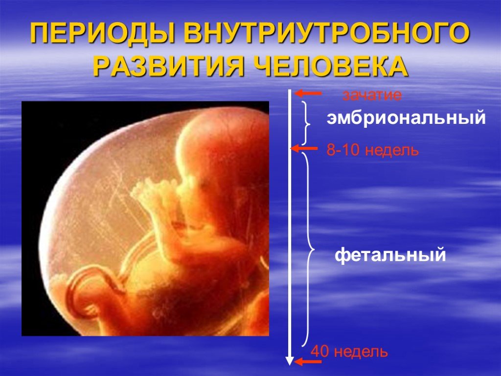 Фактор плода. Влияние вредных факторов на плод. Фетальный период внутриутробного развития. Эмбриональный и фетальный периоды. Внутриутробный эмбриональный период.