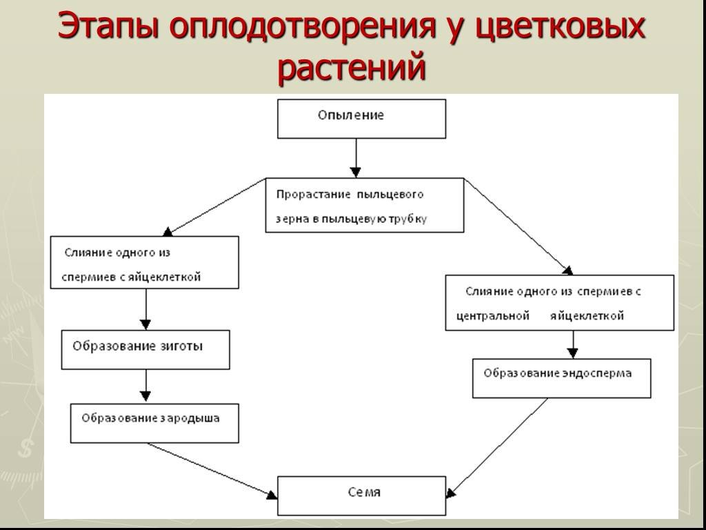 Составляющее двойного. Этапы оплодотворения у цветковых растений. Стадии оплодотворения у цветковых растений. Схема двойного оплодотворения у цветковых растений 6 класс. Размножение и оплодотворение у растений 6 класс схема.