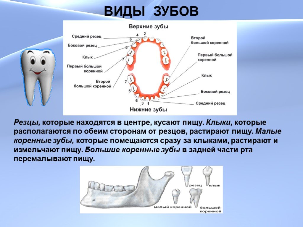 Молочный и коренной зуб фото