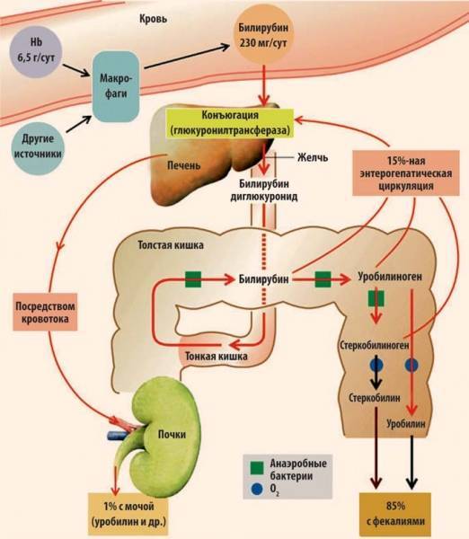 Как выводится билирубин у новорожденных какой стул