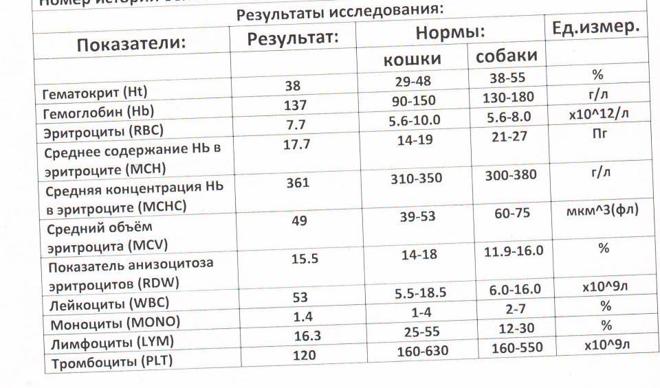 Средняя концентрация hb в эритроцитах. Средняя концентрация HB эритроцитов в эритроцитах. Средняя концентрация HB В эритроцитах повышена норма. Средняя концентрация HB В эритроцитах МСНС У детей норма. Концентрация гемоглобина в эритроците норма у детей.