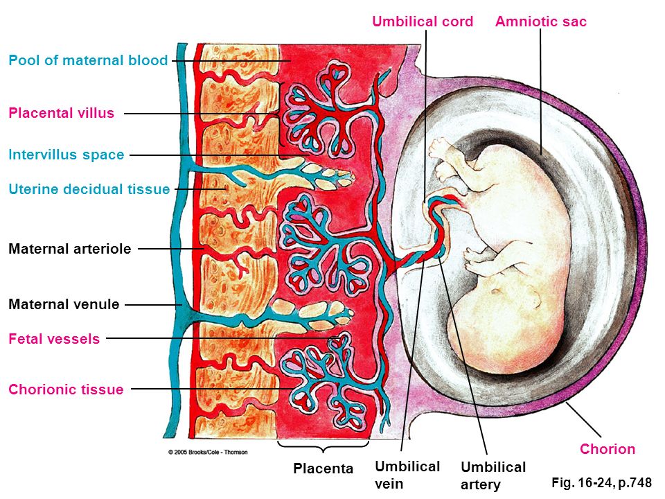 Что такое плацента и какова ее функция. Децидуальная оболочка плаценты. Плацента и пуповина анатомия. Строение пуповины человека.