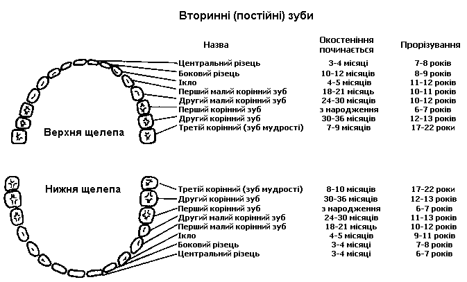 Порядок прорезывания постоянных