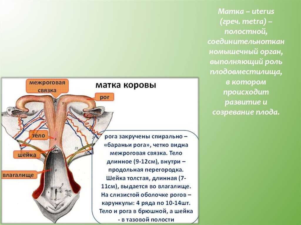 Шейка матки у коров. Субинволюция матки у коров. Матка крупного рогатого скота.