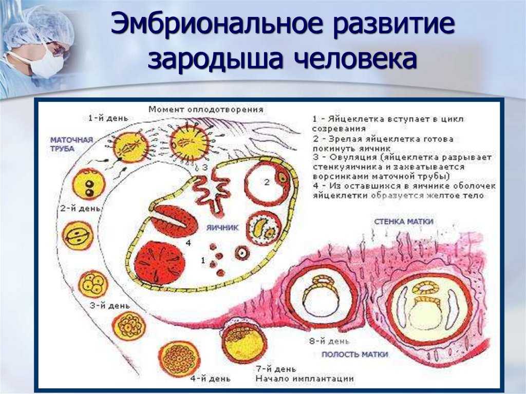 Процесс оплодотворения у человека. Процесс оплодотворения схема. Схема оплодотворения яйцеклетки. Процесс оплодотворения рисунок. Периоды развития клетки.