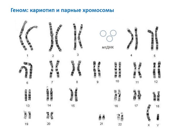 Парная хромосома. Первая хромосома кариотип человека. Набор хромосом, геном, кариотип.. Кариотип схема. Хромосомы их строение наборы хромосом кариотип геном.