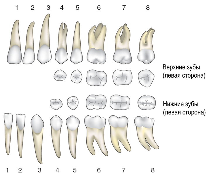 Зуб 7 нижний фото строение