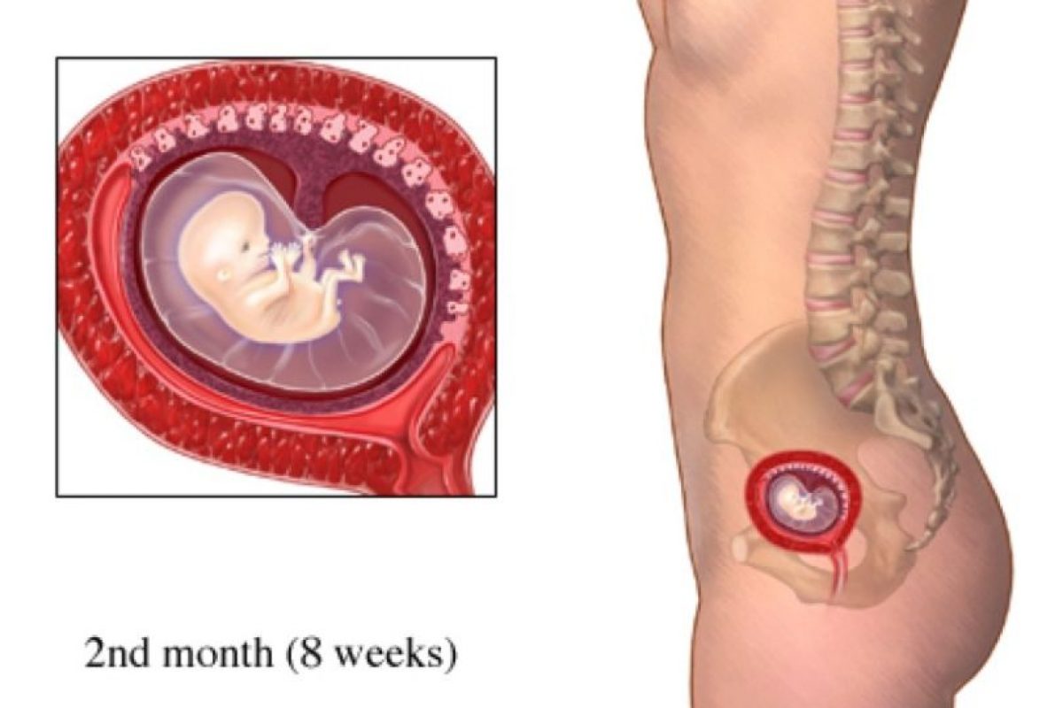 8 неделя тянет низ живота. Плод ребенка в 2 месяца беременности. Эмбрион на 2 месяце беременности. Беременность 2 месяца фото эмбрион. Как выглядит плод на 1 месяце беременности.