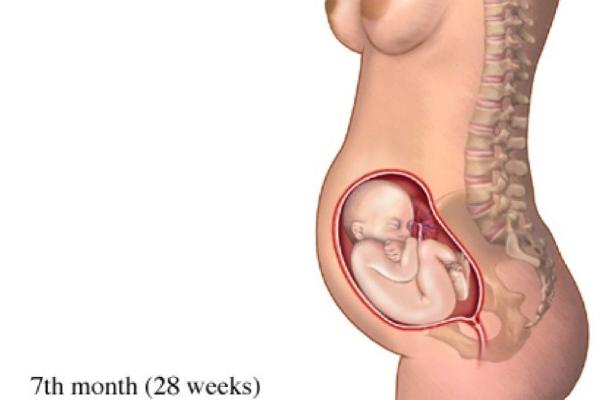 Крови на 7 месяце. Плод ребенка на 6 месяце беременности. Плод ребенка на 7 месяце беременности. Ребенок в животе на 6 месяце беременности. 6 Месяцев беременности фото плода.
