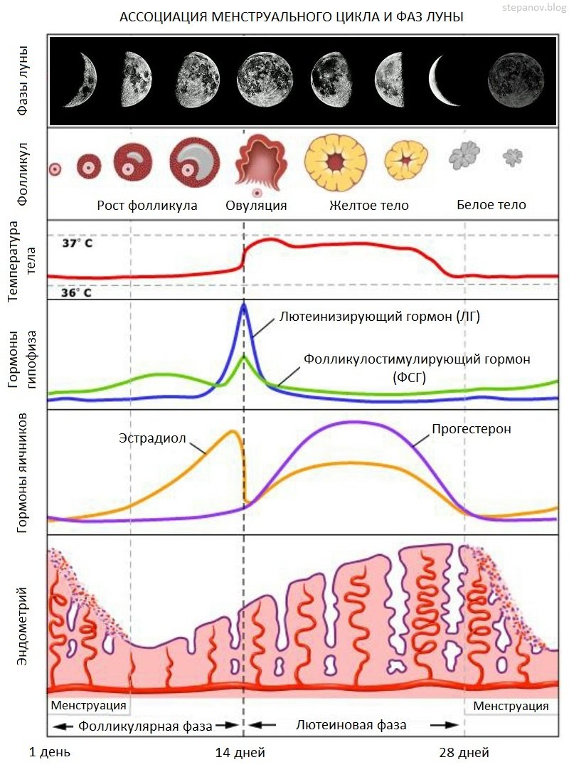 Какой цикл у женщин. Фазы овариально менструационного цикла. Уровни гормонов в разные фазы менструального цикла. 2 Фаза цикла как называется. Фазы овариально менструационного цикла гистология.