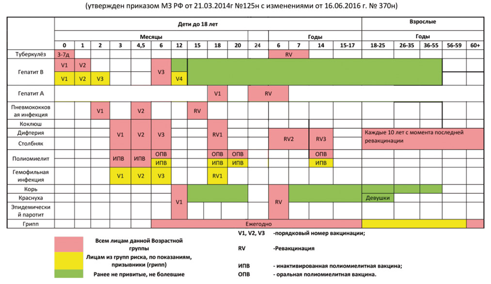 План иммунопрофилактики взрослого человека